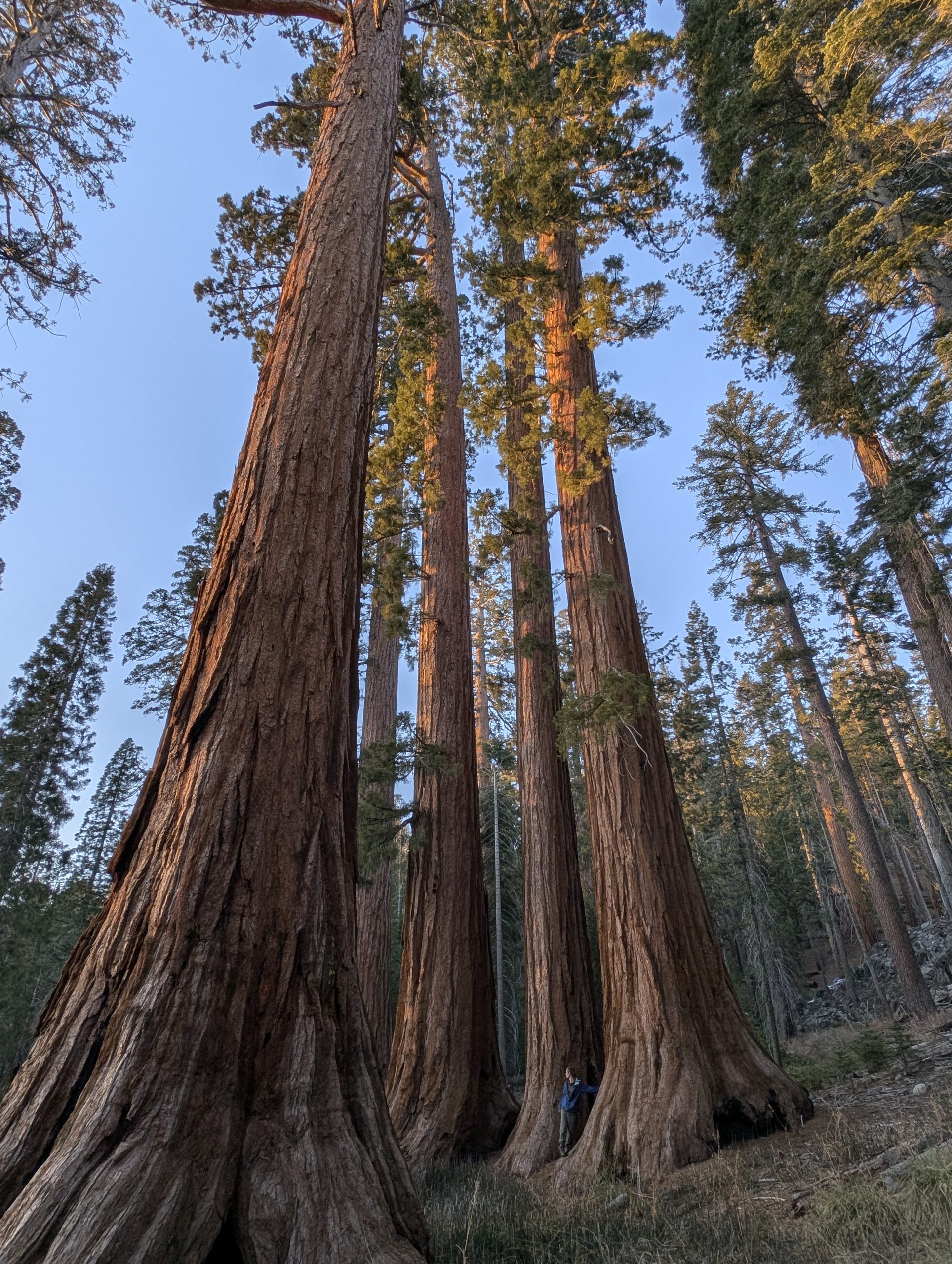 Mariposa Grove, Yosemite